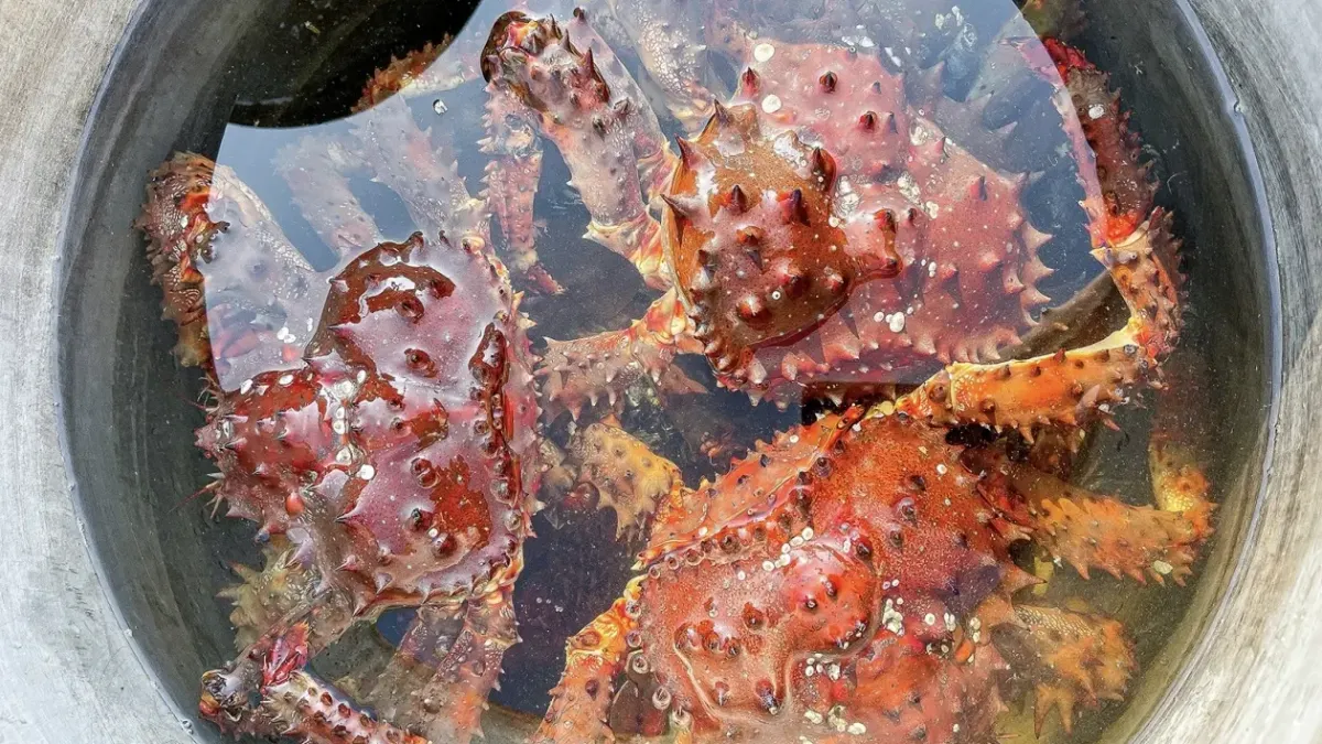 Ртуть в крабе превысила норму в 3 раза: 39 тонн забраковали