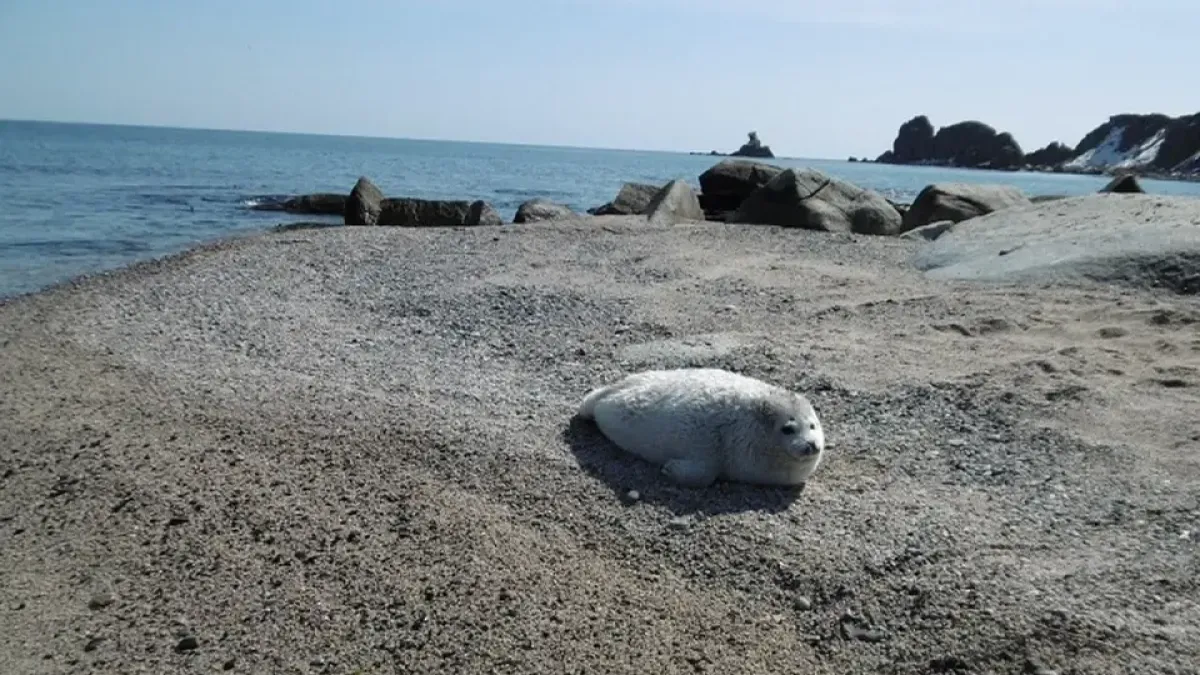 Климат заставил приморских тюленей рожать на месяц раньше срока