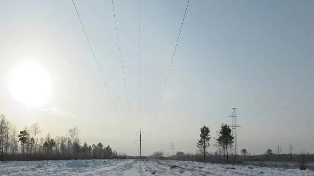 4000 гектаров леса вырубят ради света в Приморье