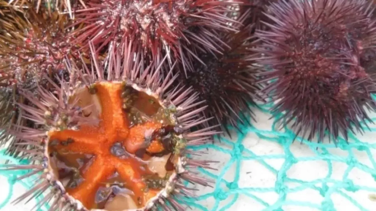 Сахалинец потерял 103 млн рублей из-за морских ежей