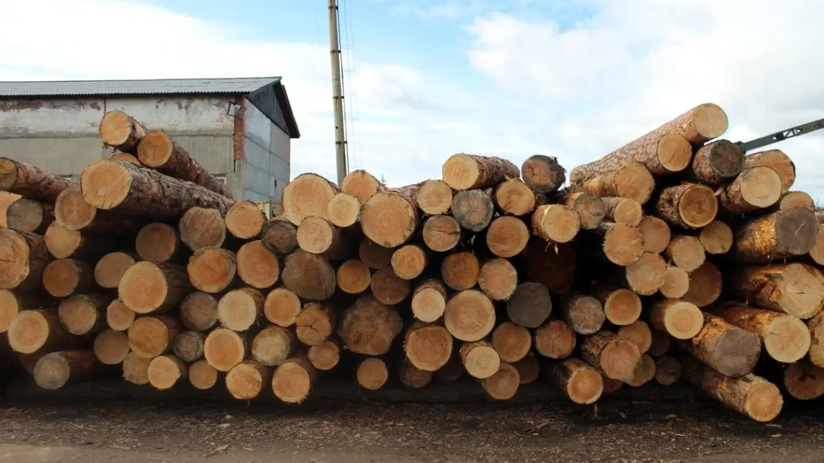 Приморье возобновило экспорт леса через три ключевых КПП с 18 марта