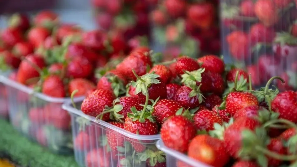 Приморье импортировало 1144 тонны китайской клубники за год