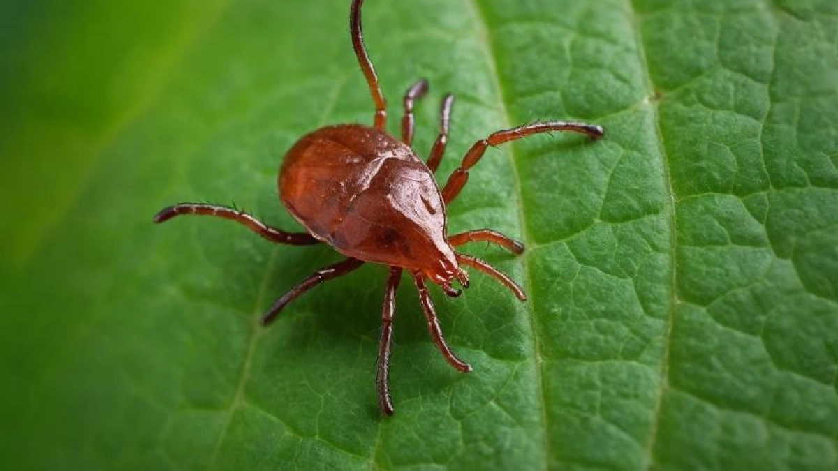 Приморские эпидемиологи исключили миграцию опасных тропических клещей на восток