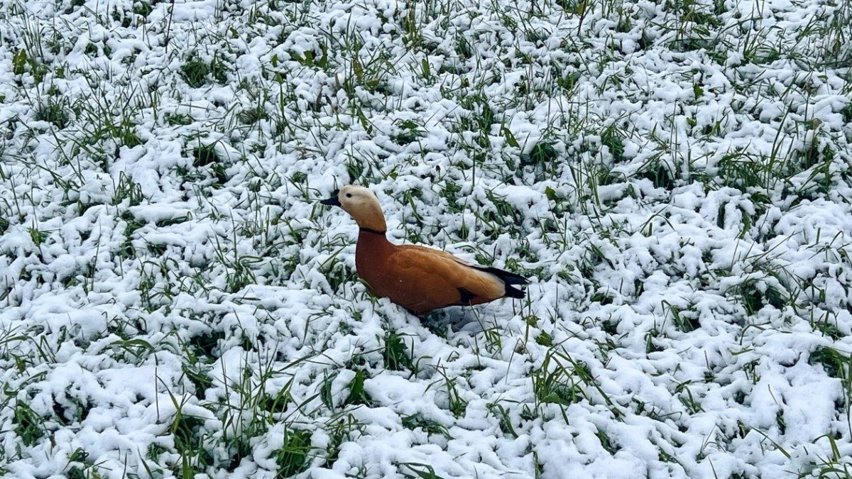 Село Каменушка лидирует по снегопадам — циклон покидает Приморье