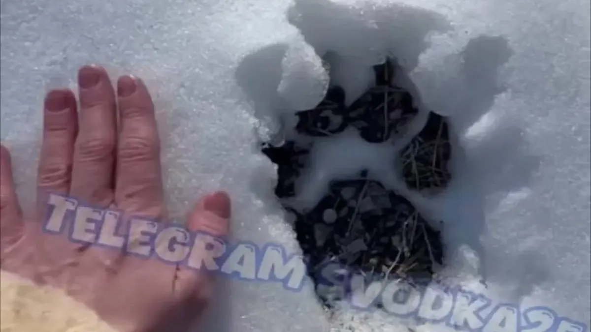 Жители Хасанского района боятся отпускать детей в школу из-за тигров