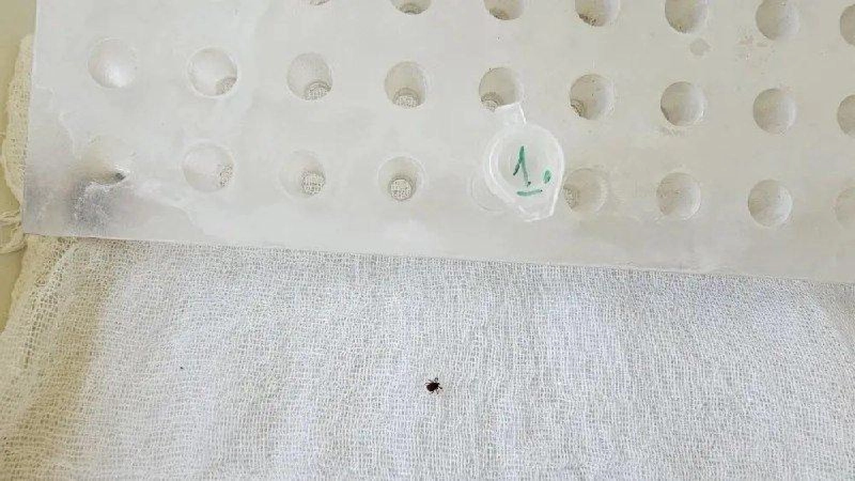 Клещи в Приморье: первый укус в 2026 году зафиксирован 23 марта