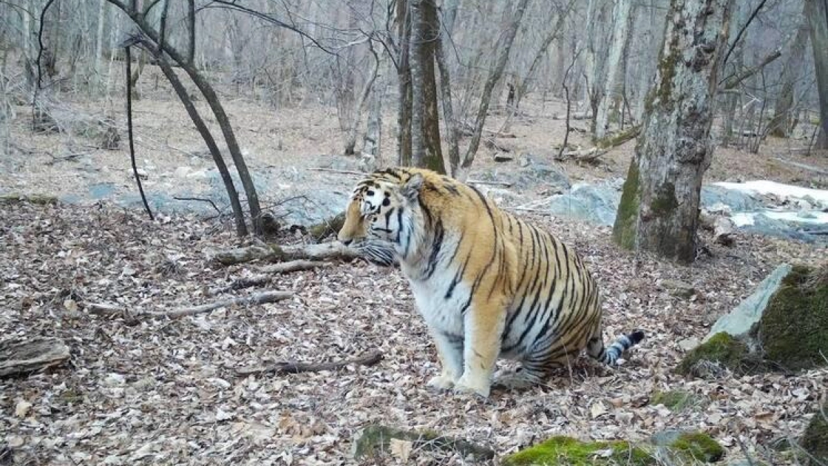 Упитанный тигр из Лазовского заповедника удивил фотографов после охоты