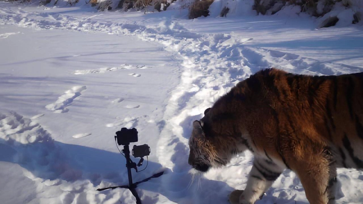 Фейк о нападении тигра и реальная система его защиты в Приморье