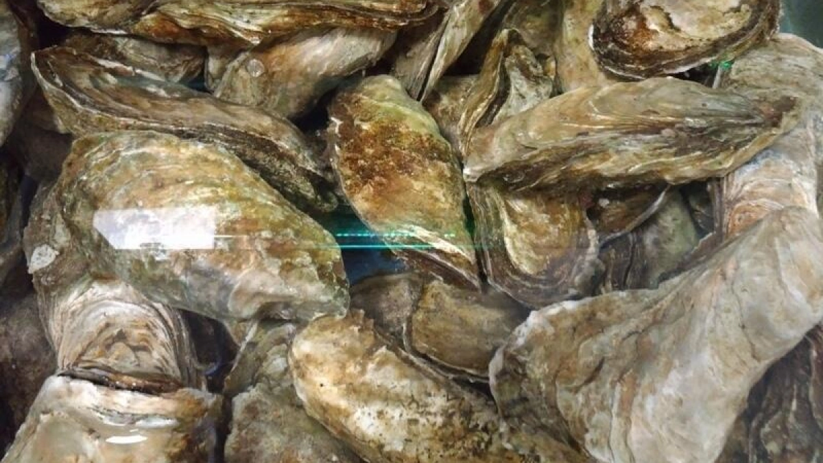 Росрыболовство впервые распределит квоты на устриц Приморья через историю вылова