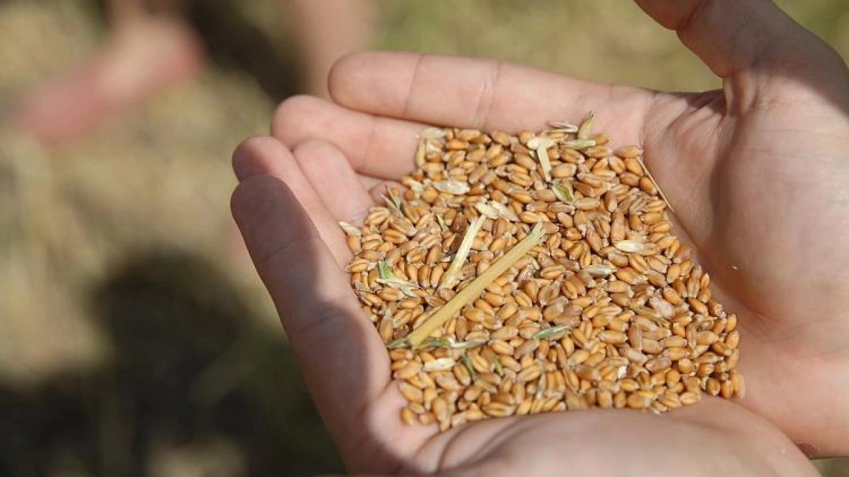 Фермеры Приморья могут получить 2000 рублей за тонну проданного зерна