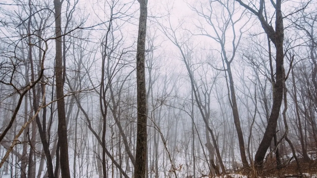 Торги по застройке леса на Садгороде отменили после петиции жителей