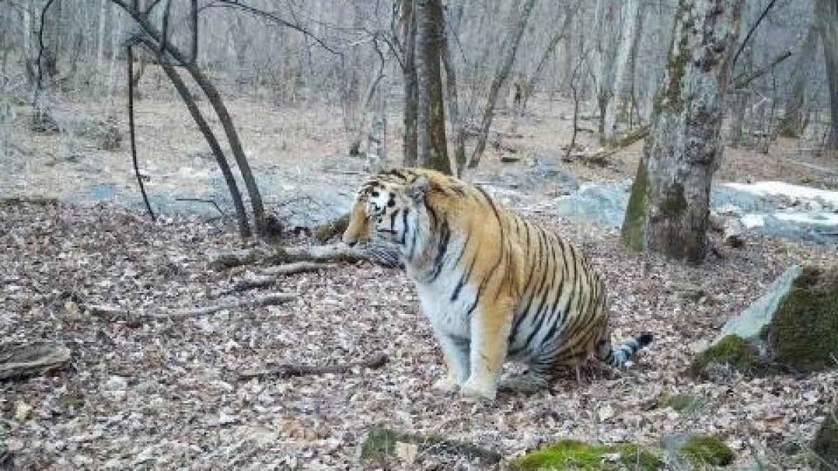 Жители Приморья просят Путина защитить их от краснокнижных тигров