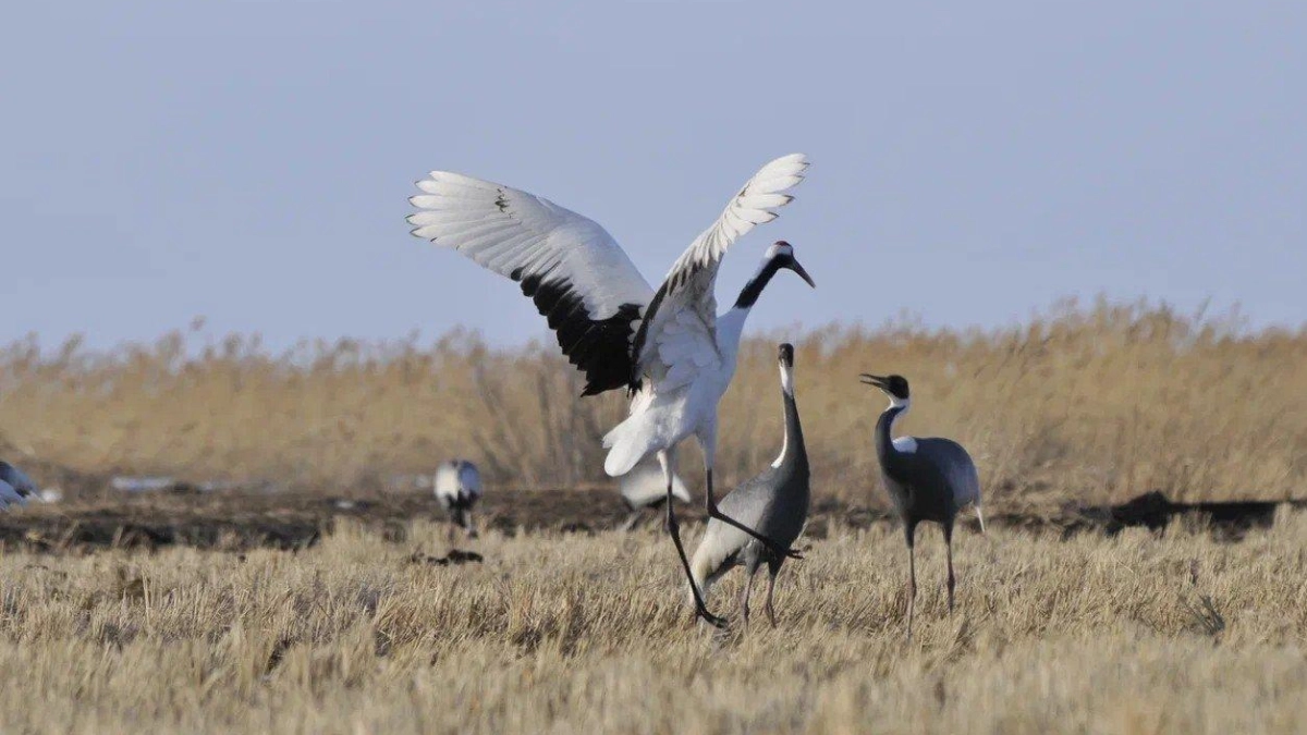 Тысячи снимков редких животных Приморья передали в Музей уссурийской тайги