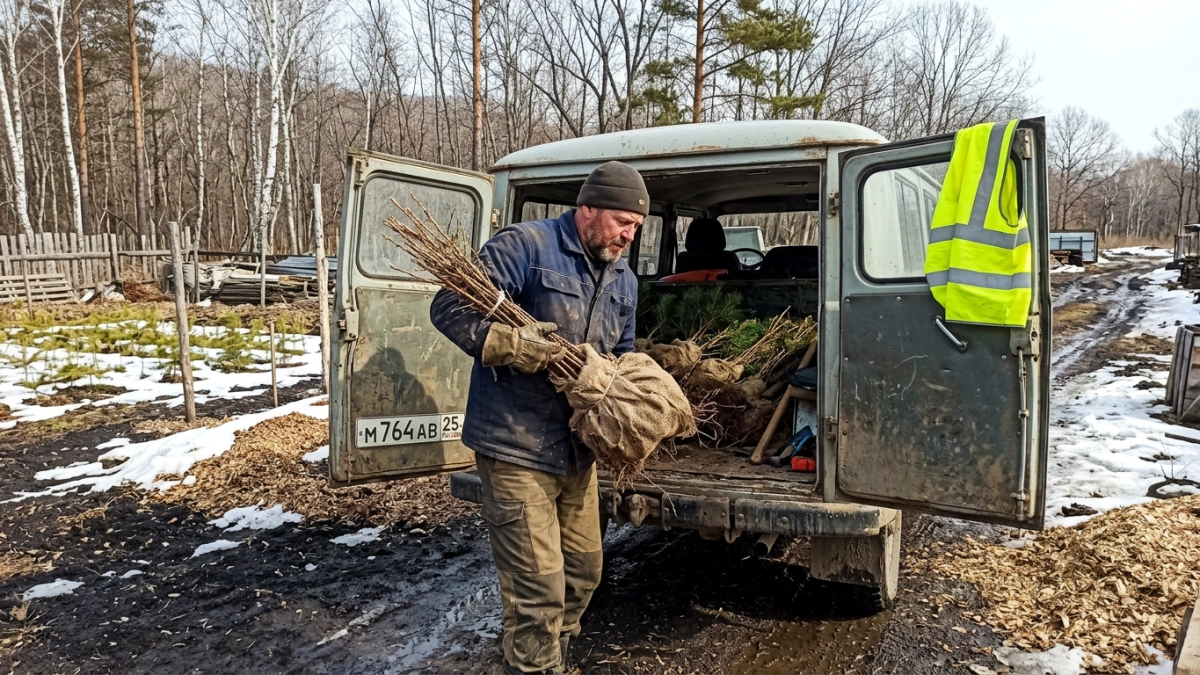 Более 212 тысяч саженцев кедра и абрикоса раздадут муниципалитетам Приморья
