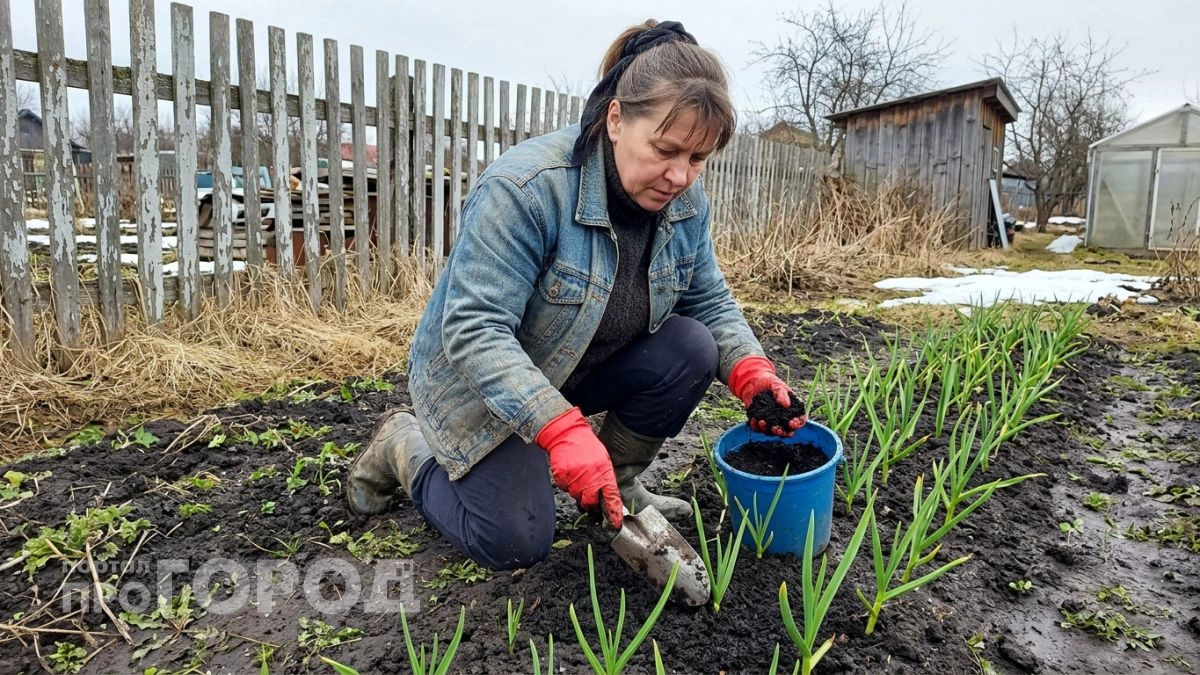 Весной сыплю это прямо на грядку как только сойдёт снег — чеснок стоит зелёный и наливается до самого июля
