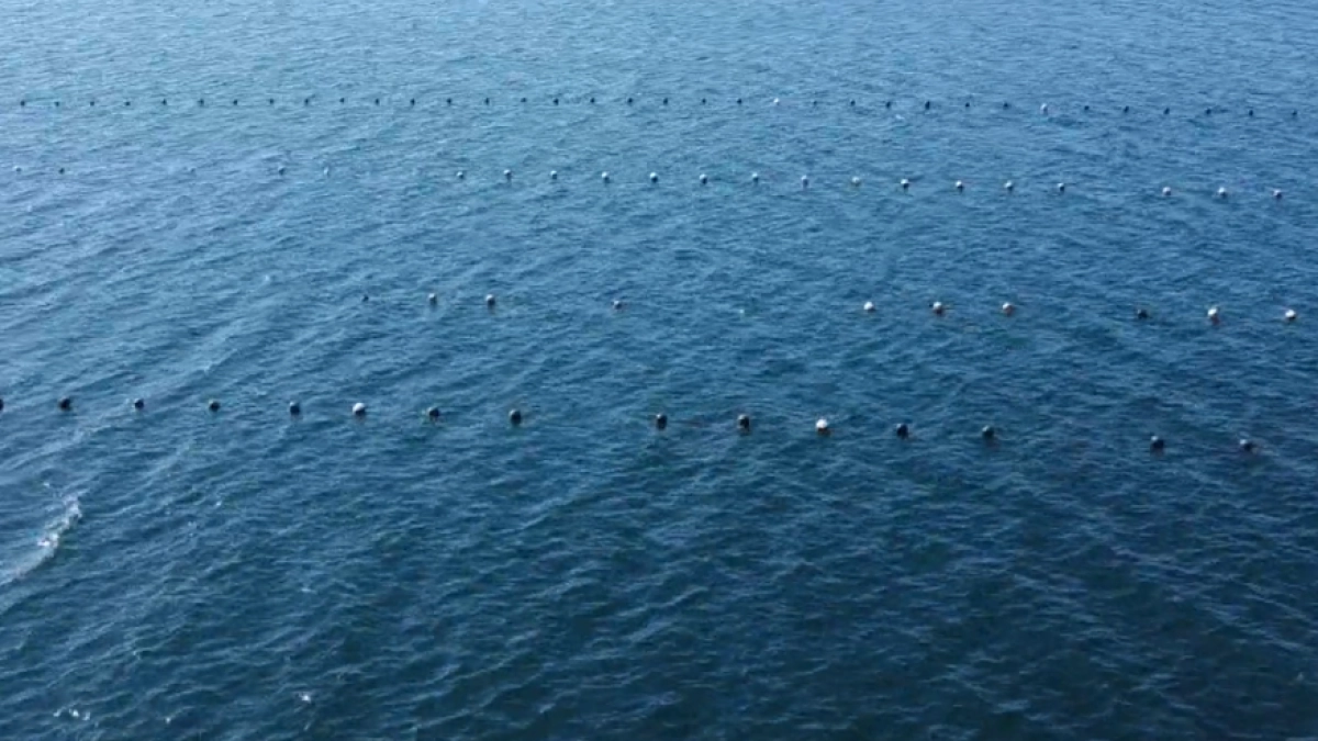 Приморская аквакультура растёт: 2420 тонн продукции и планы на 2026 год