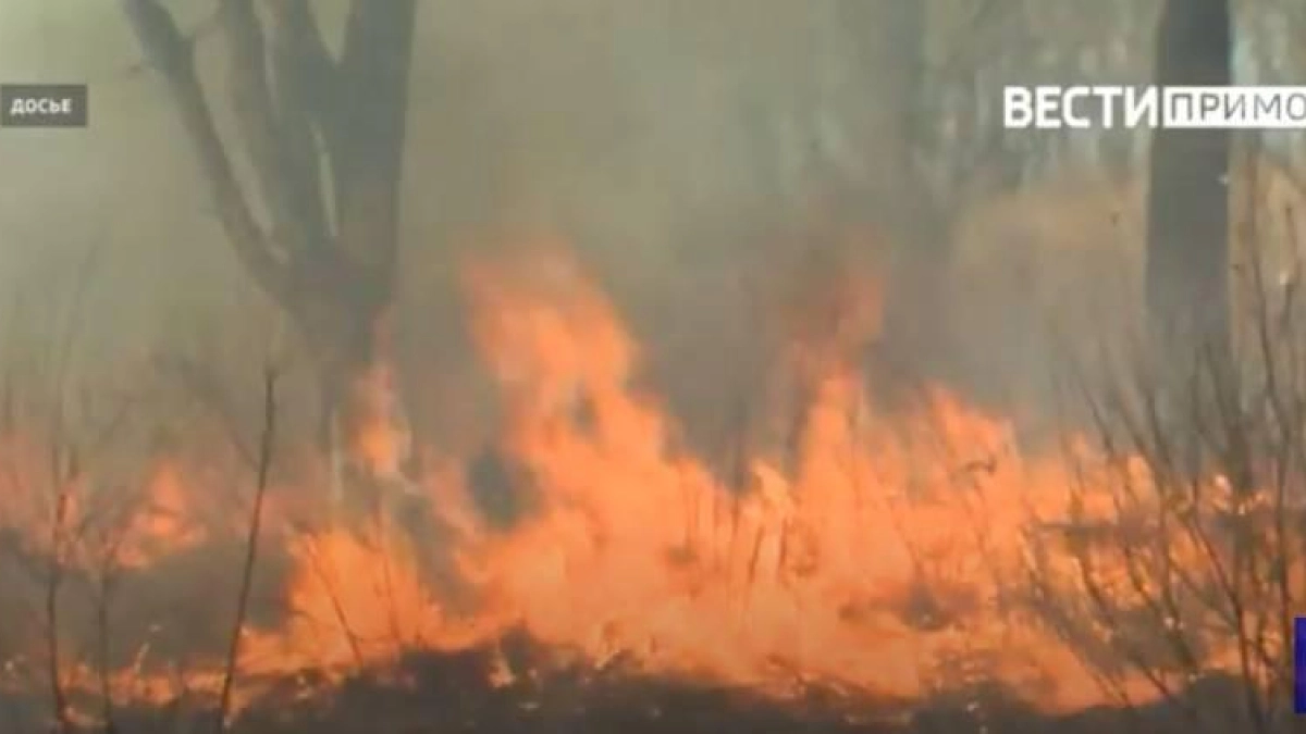 В Приморье горят 620 гектаров: авиация брошена на тушение лесов