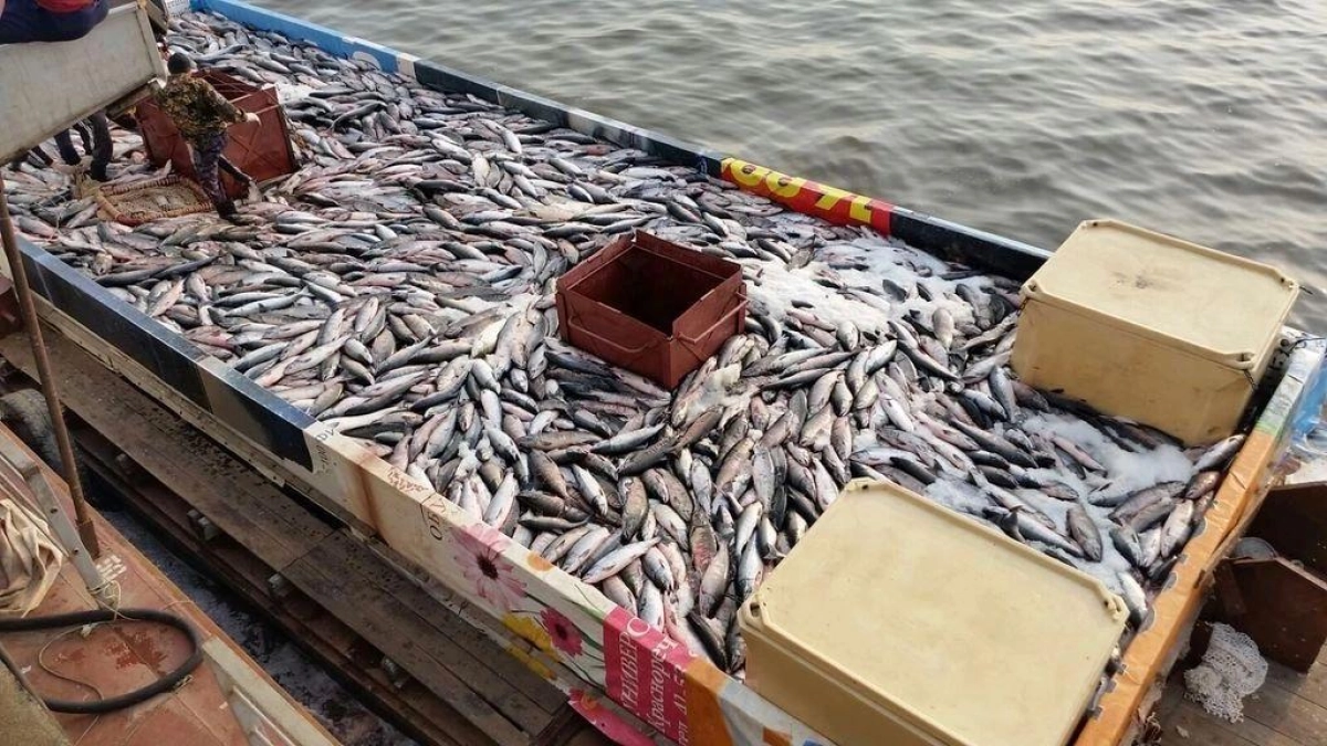 Причалы Росрыболовства в Приморье перевалили 33 тыс. тонн рыбы за февраль