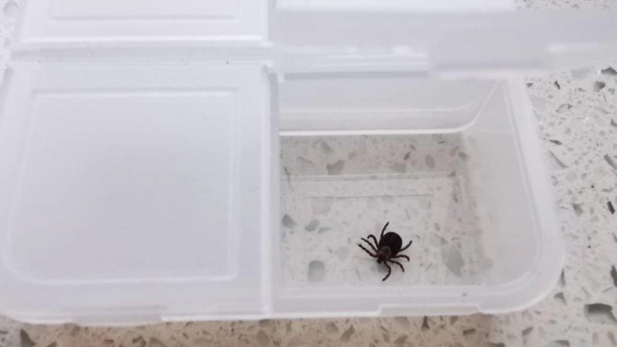 29 клещей сданы на анализ в Приморье: энцефалит не найден, но боррелиоз есть