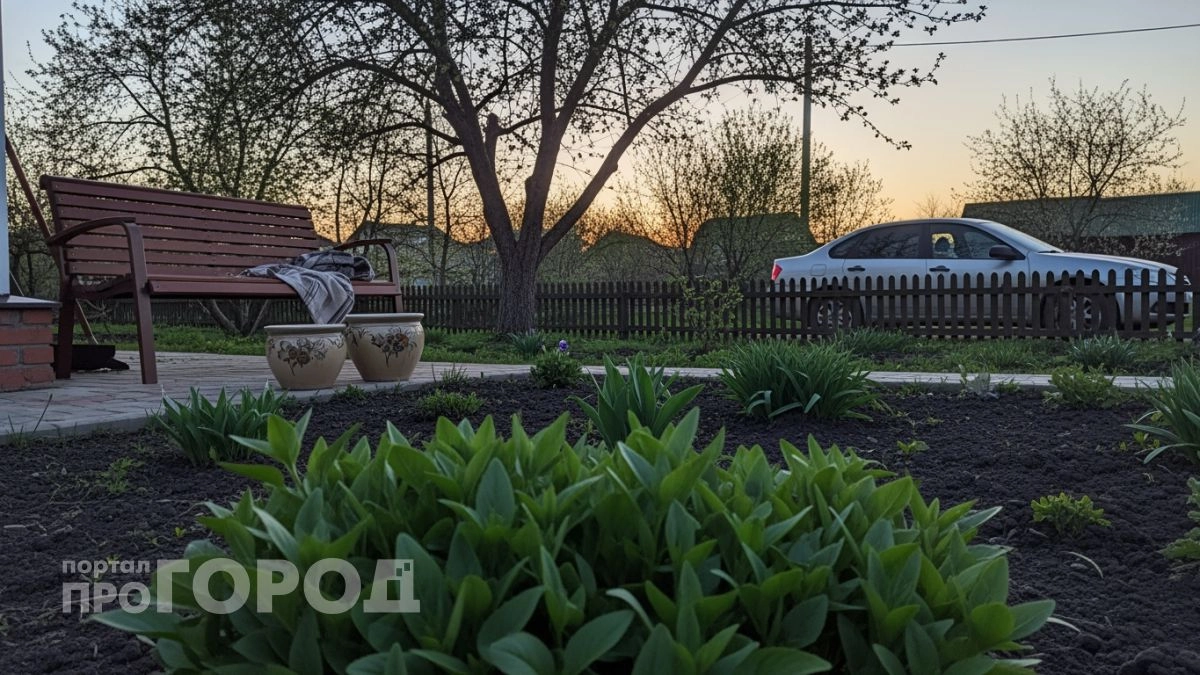 Забыла про петунию и не жалею — этот неприхотливый кустарник засыпан цветами с мая до самых морозов