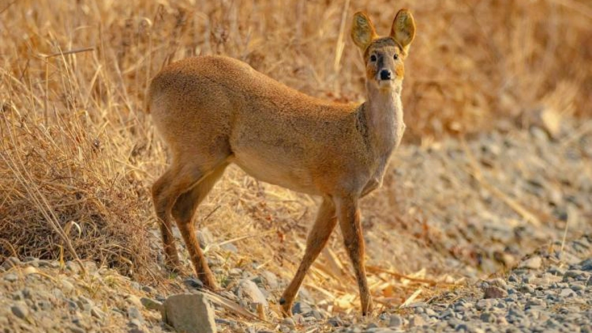Популяция редчайшего водяного оленя в Приморье выросла почти в 4 раза