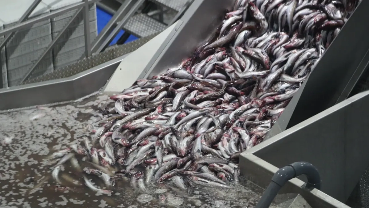 Суд лишил резидента СПВ статуса за срыв строительства завода в Находке