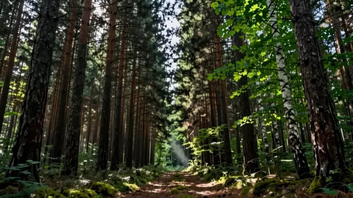 Кедровник накапливает на 22% больше углерода, чем лиственный лес Приморья