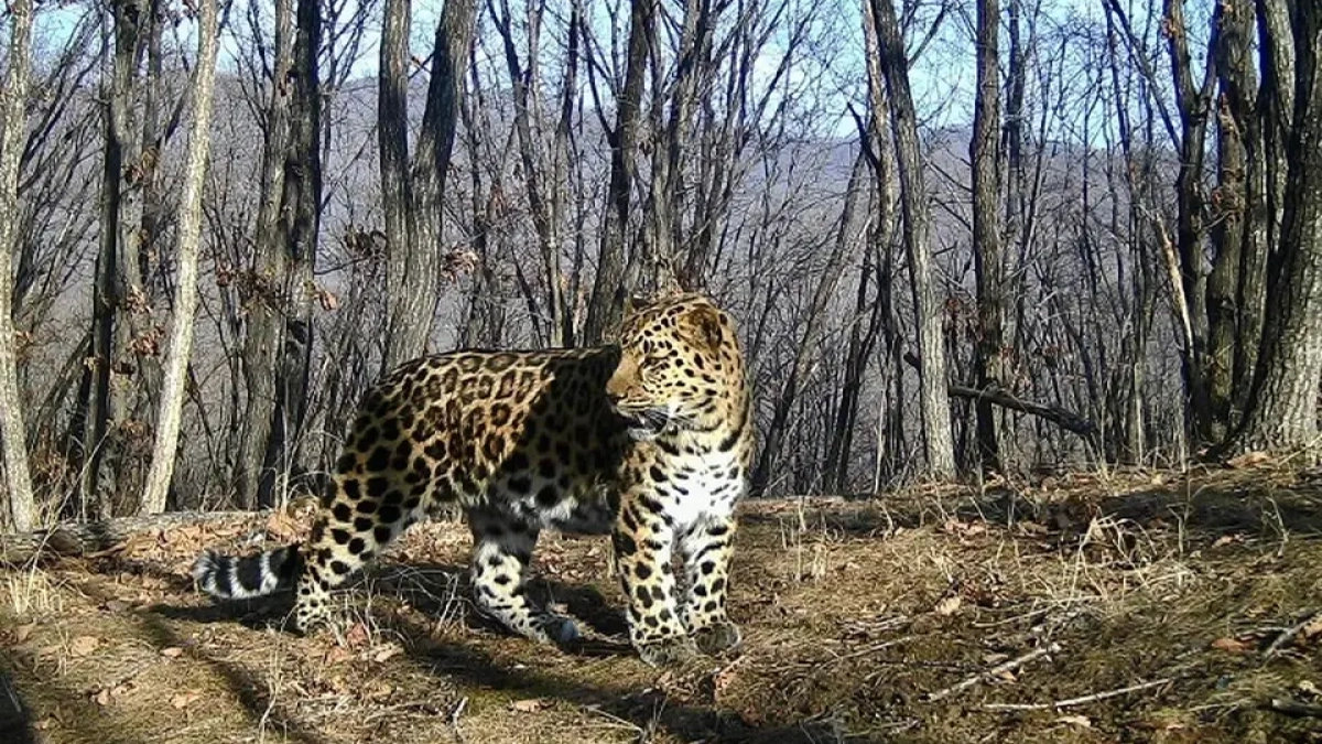 «Земля леопарда» отметила день рождения фото отдыхающего Leo 160M