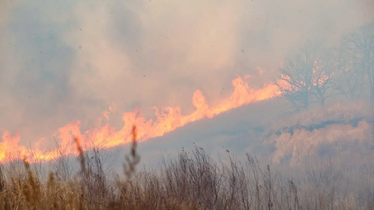Россельхознадзор предупредил владельца: 4,2 га сельхозземель выгорели из-за бесхозяйственности