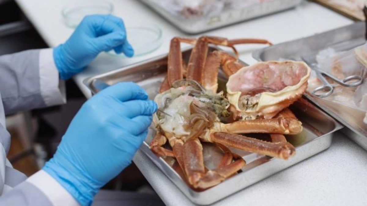 В Находке изъяли 57 тонн краба с превышением ртути в 1,6 раза
