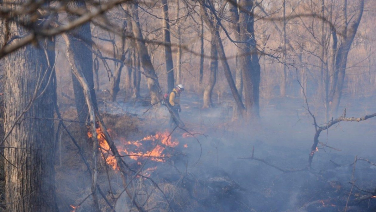 Восемь пожаров за сутки: Приморье охватило 125 га огня
