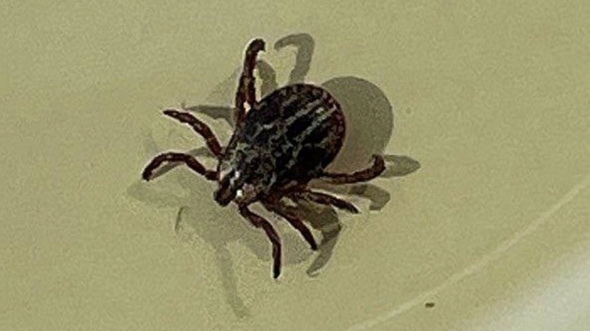 Клещи в Приморье: за неделю укушенных стало в четыре раза больше