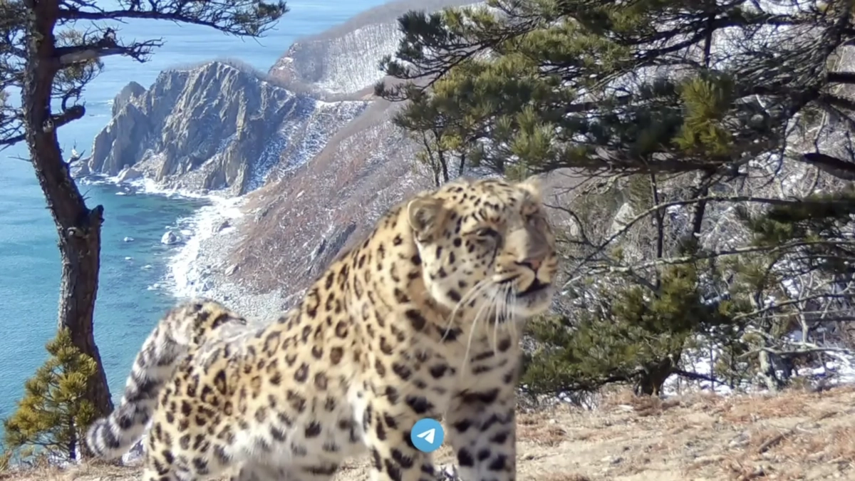 Леопард, спасённый котёнком, попал в объектив на берегу моря в Приморье