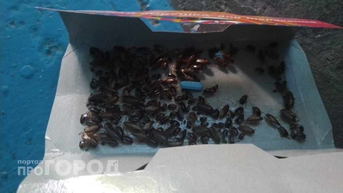 Выбросьте все магазинные яды: тараканы навсегда покинут квартиру после этого элементарного действия вечером