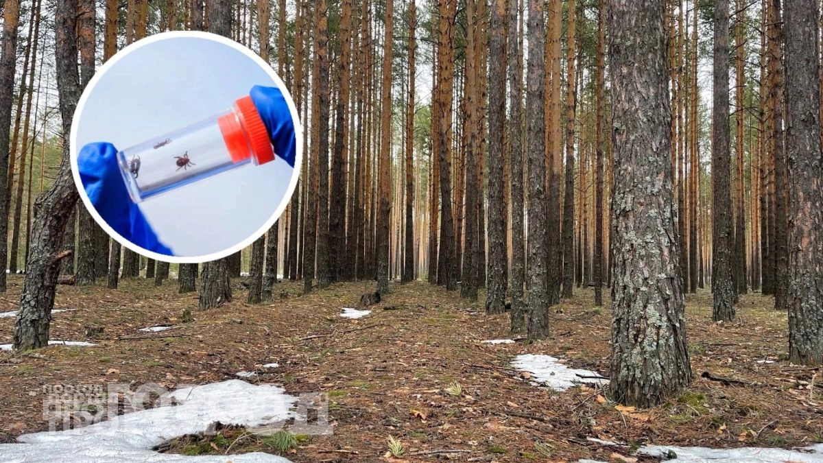 Больше никаких укусов: достаточно нанести пару капель этого состава на одежду перед походом в лес