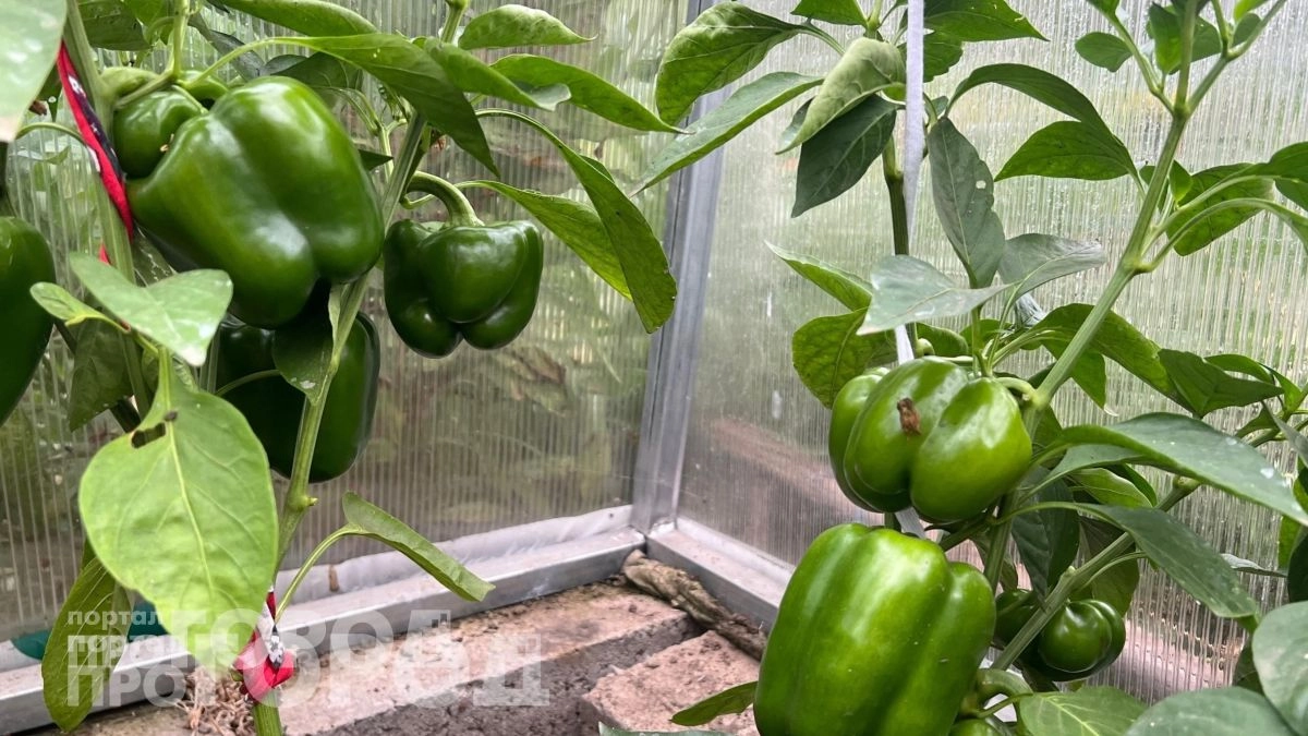 Забудьте про изнурительную прополку: этот немецкий подход позволит собрать в два раза больше перцев с куста