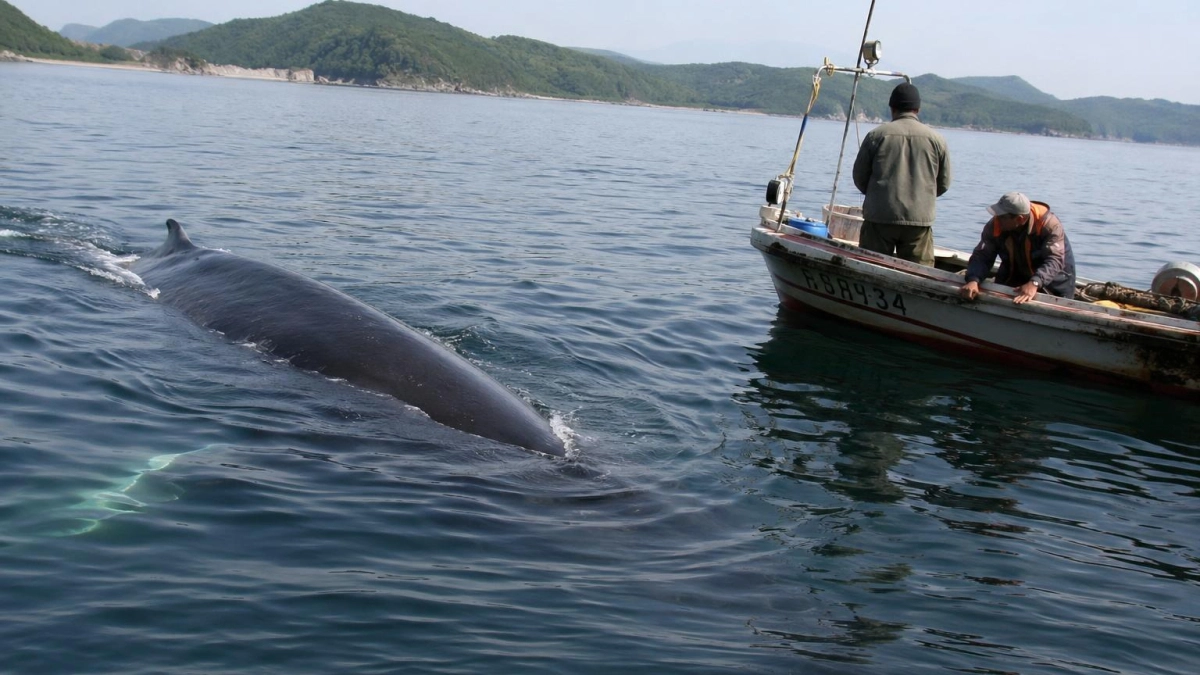 Кит Минке замечен у берегов Владивостока: учёные объяснили визит