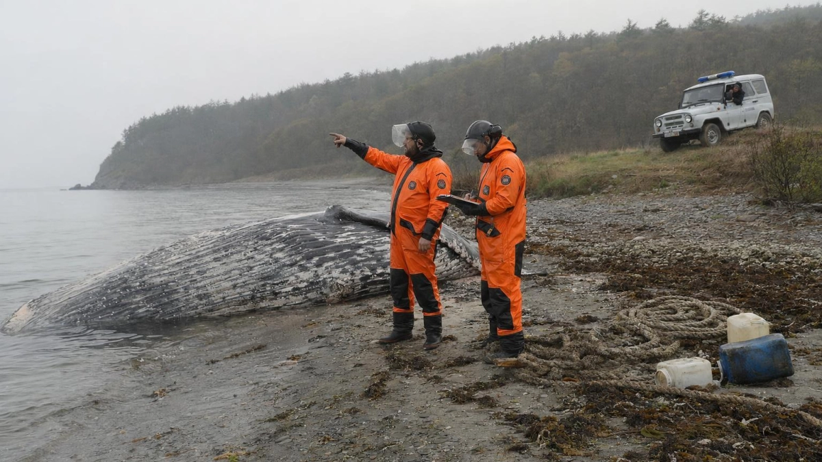 Тушу горбатого кита повторно выбросило на берег у курортной Ливадии