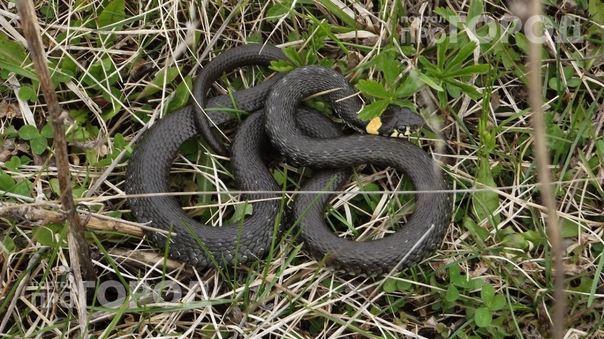 Вы избавитесь от змей на участке навсегда: просто выкопайте этот кустарник, пока они не свили гнездо