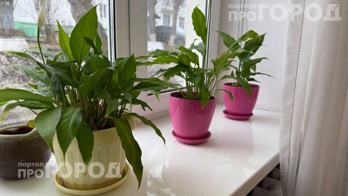 Мой спатифиллум три года стоял без цветов пока я не догадалась воткнуть в землю обычные спички из кухни