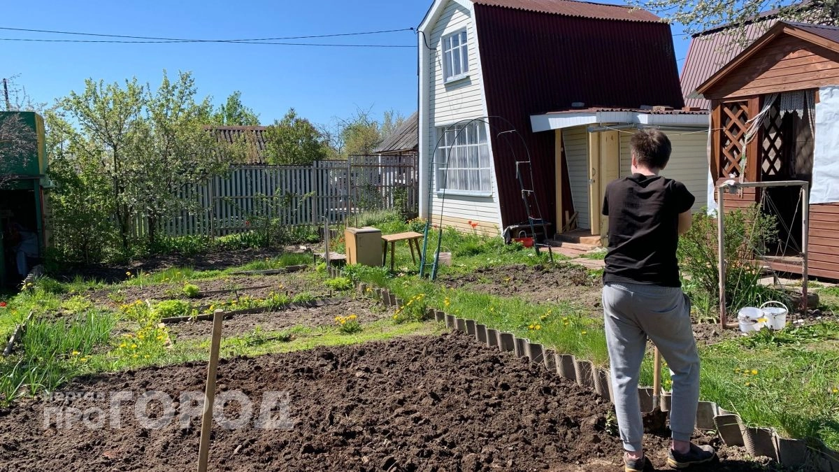 Забудьте про прополку: я нашла бюджетную траву, которая полностью вытесняет сорняки и удобряет грядки сама