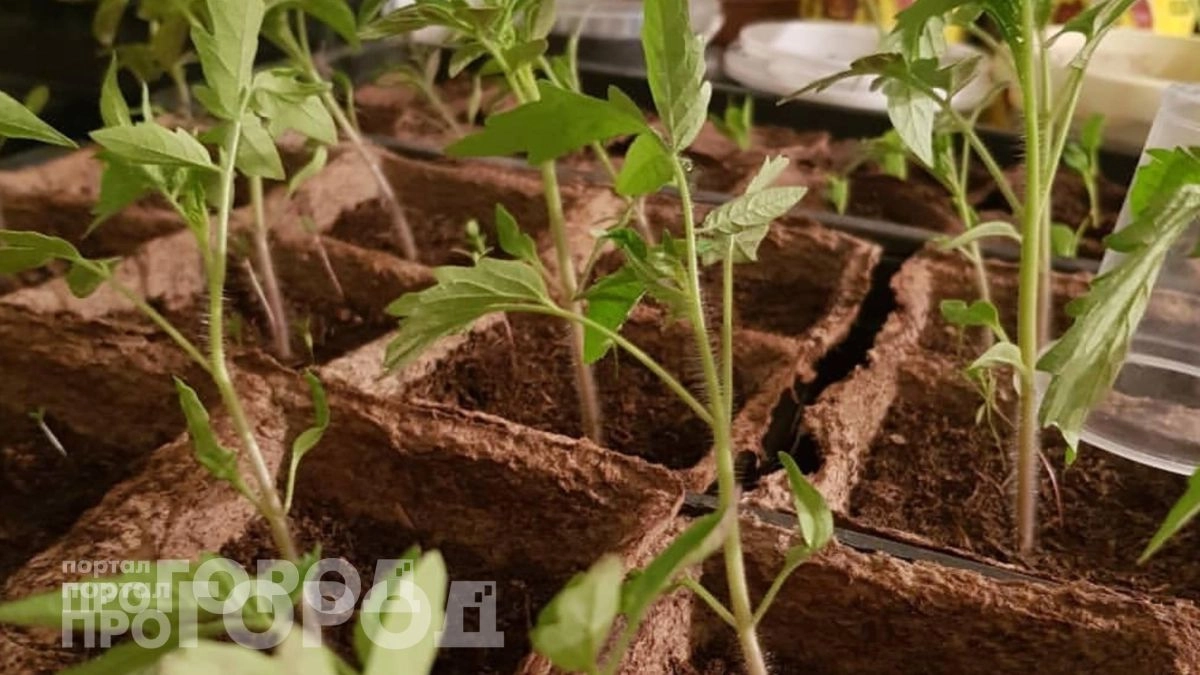 Рассада перцев и томатов оживает за семь дней: добавляю этот кухонный продукт для быстрого роста стеблей