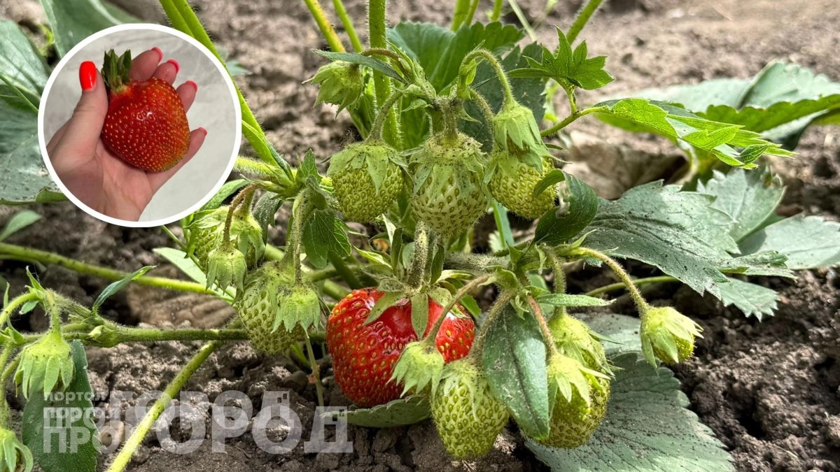 Добавьте этот компонент в весенний полив клубники: ягоды вырастут размером с ладонь и станут приторно сладкими