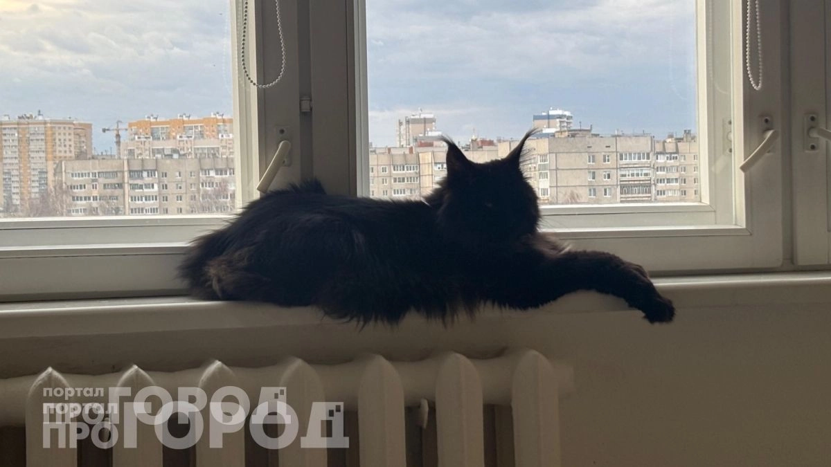 Забудьте о частых визитах к ветеринару: вот 3 породы кошек с крепким иммунитетом, которые живут до 20 лет