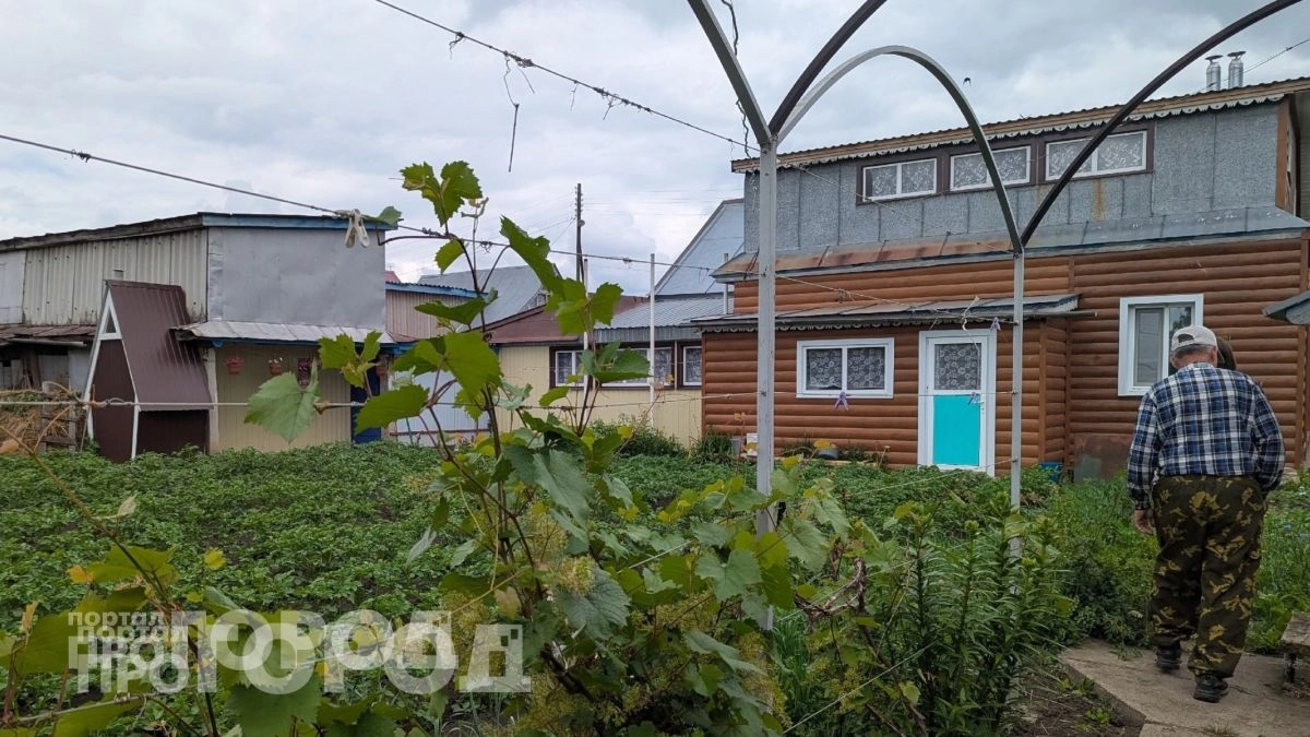 Китайцы выстроились в очередь у моего огорода за бесполезным сорняком: почему они ценят его на вес золота