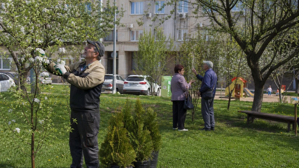 Около 160 плодовых деревьев у библиотеки ДВФУ планируют заменить туей