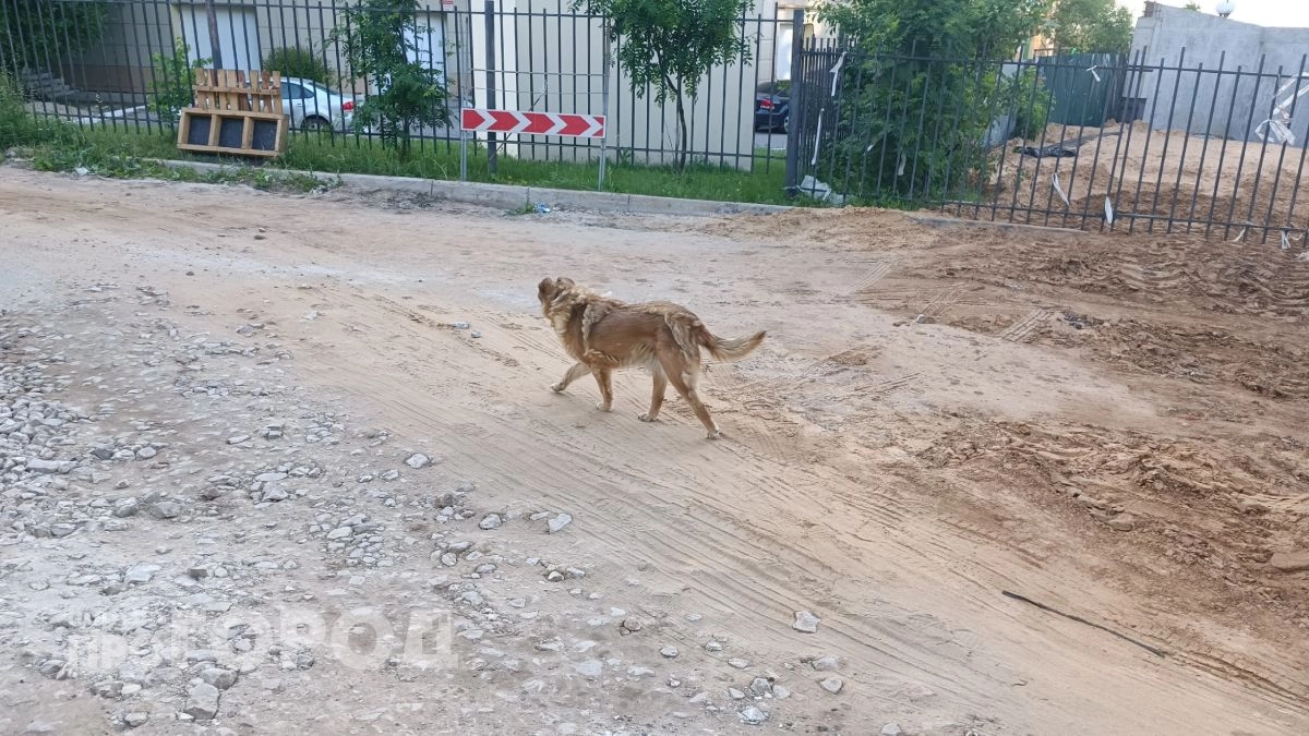 Собака насмерть загрызла ребенка в Приморском крае