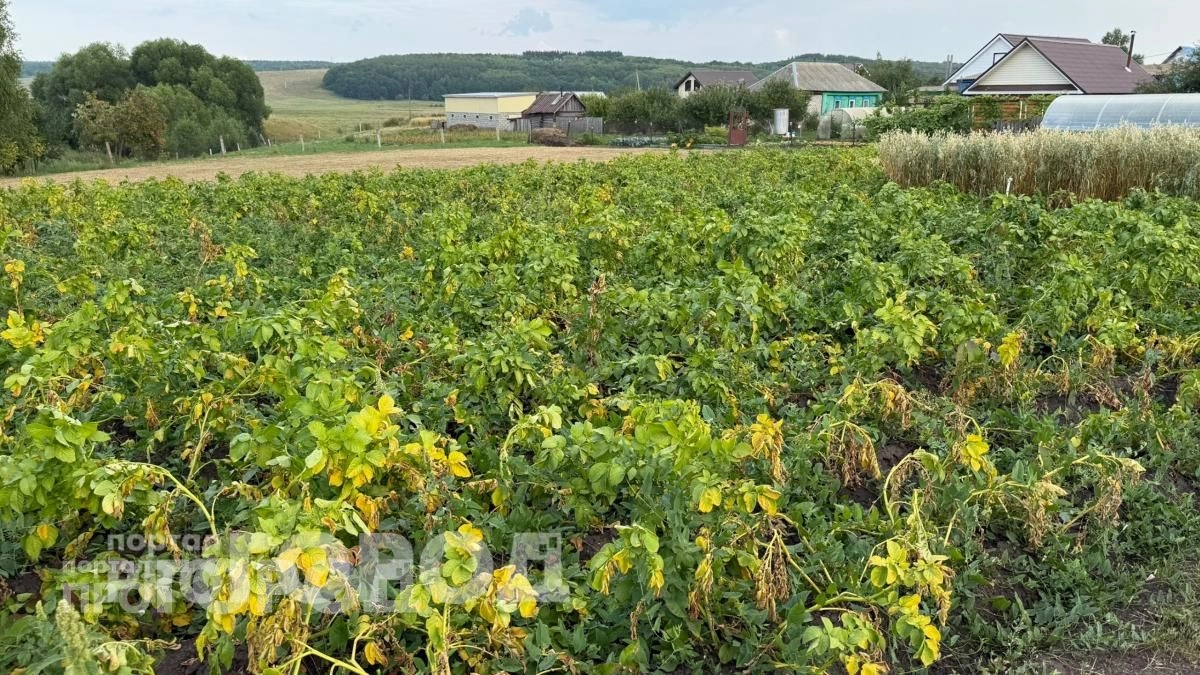 Больше никакой химии на участке: просто добавьте этот цветок в лунки к картофелю и забудьте о жуках навсегда