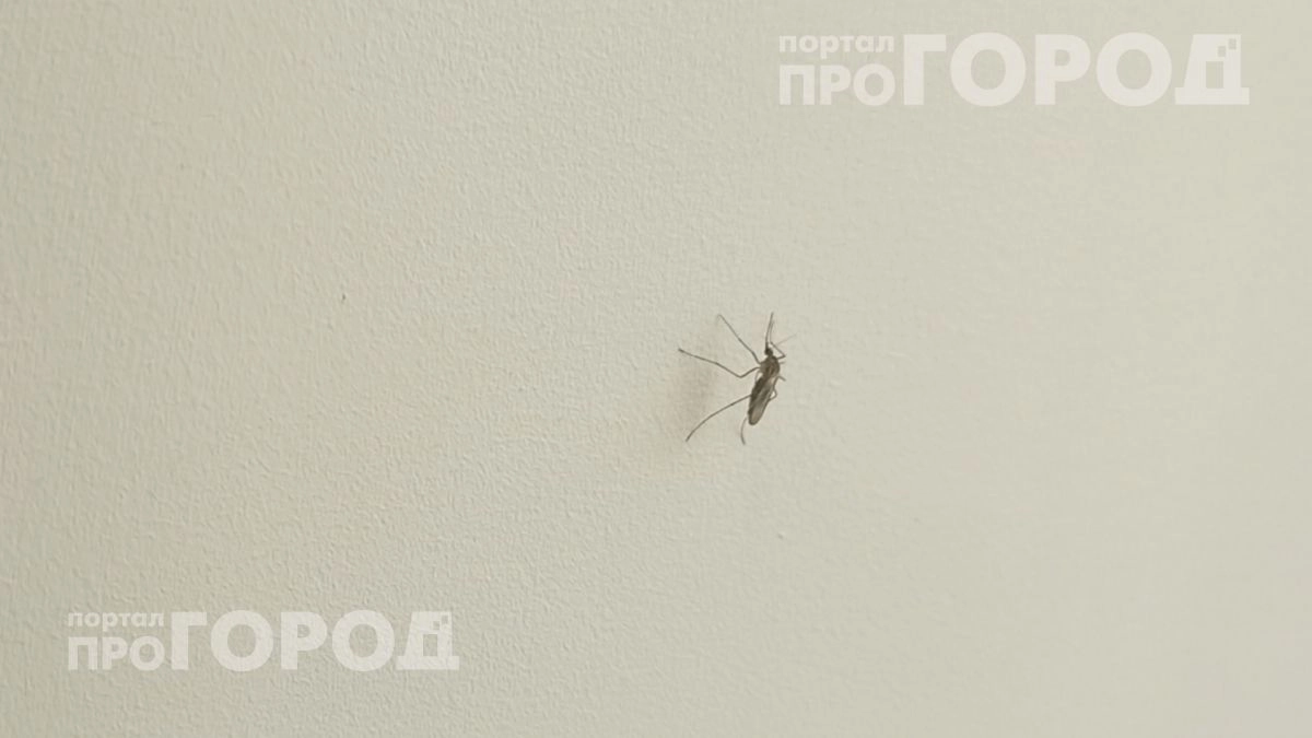 Выкиньте дорогую химию в мусор: простая смесь из трех ингредиентов защитит от комаров на всю ночь