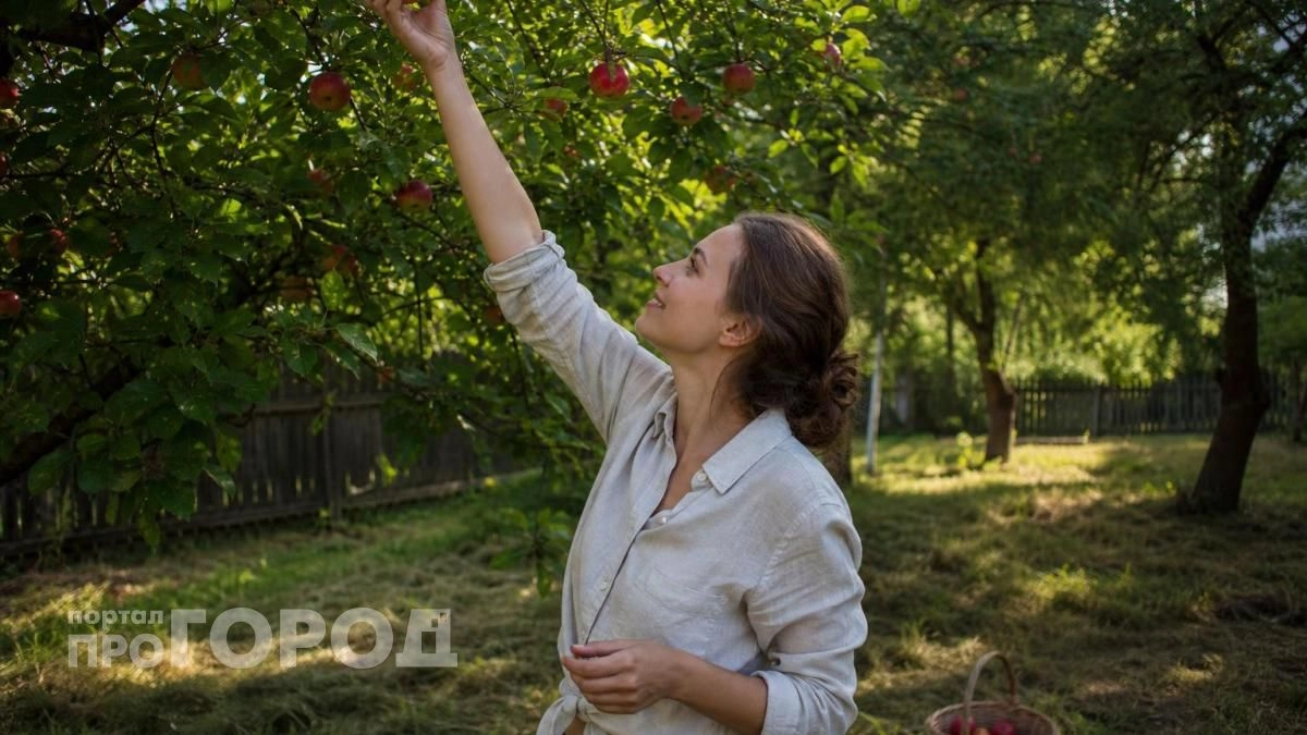 Забудьте о червивых яблоках навсегда: просто закрепите это на ветках в июне и наслаждайтесь чистым урожаем